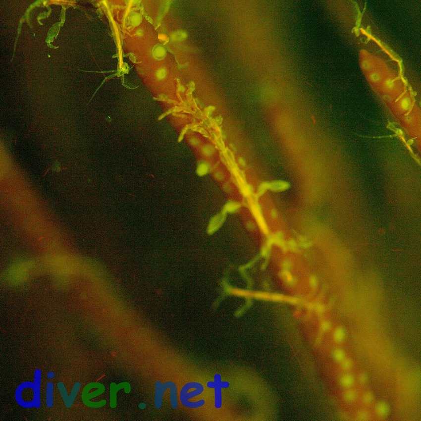 Fluorescing Caprella sp. (Skeleton Shrimp) on a fluorescing Lophogorgia chilensis (Red Gorgonian)