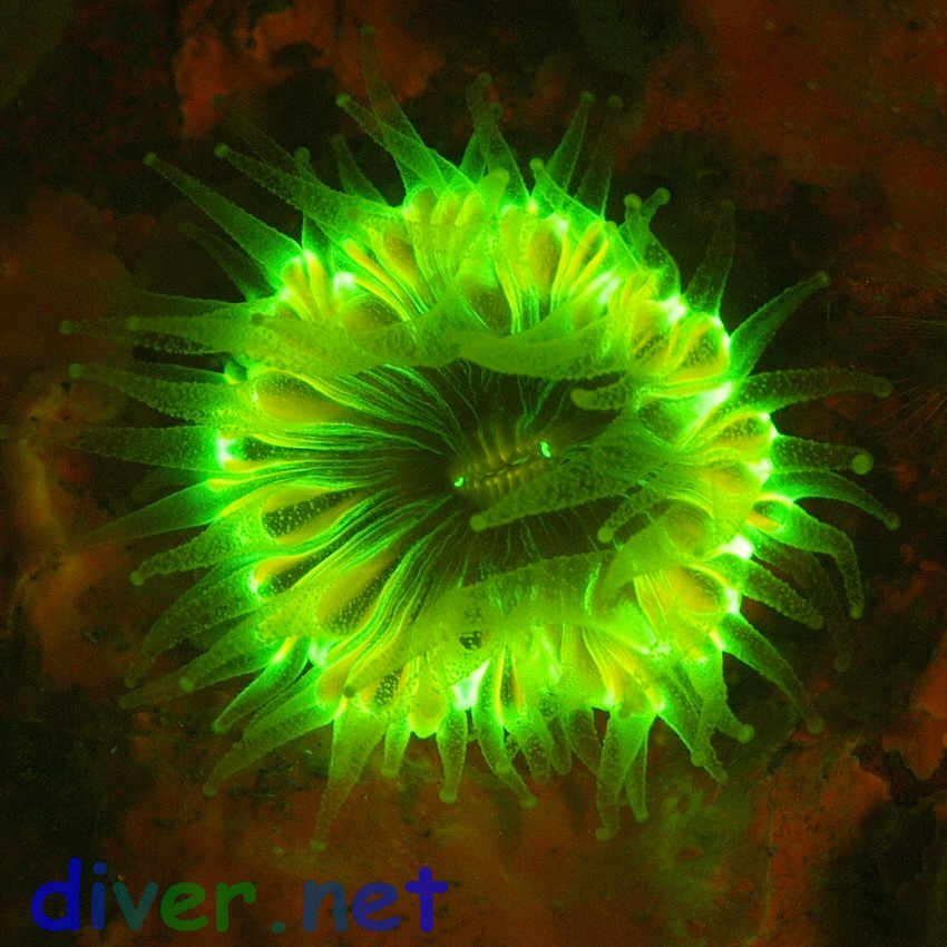 Fluorescence from Paracyathus stearnsi (Brown Cup Coral)