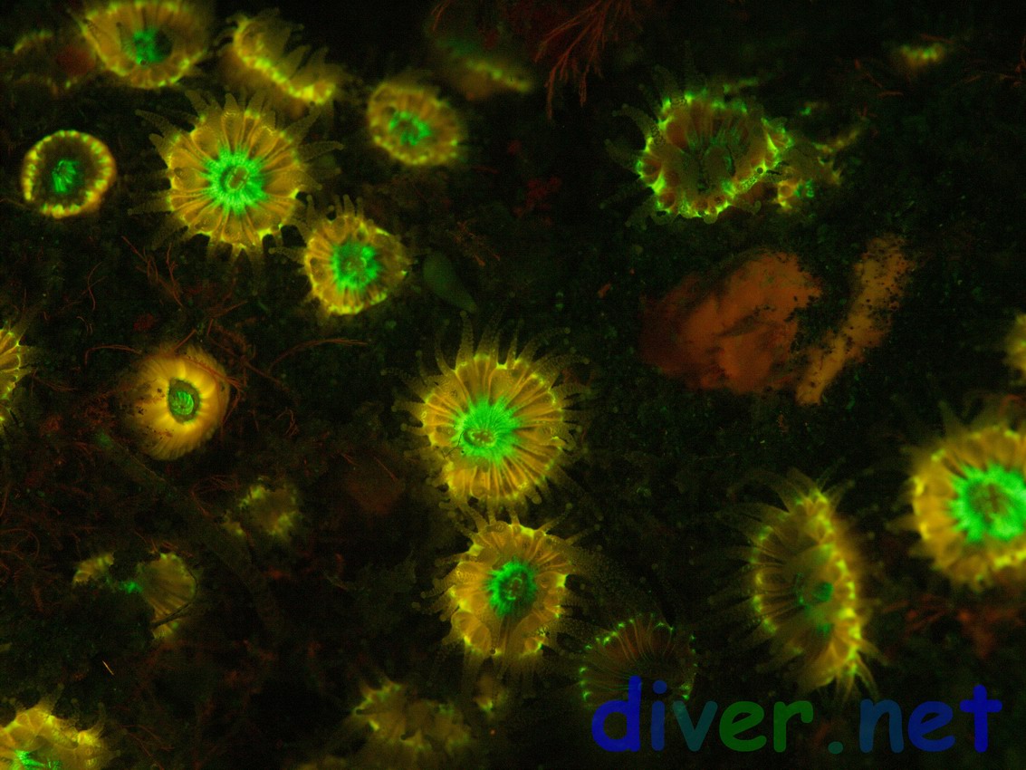 Fluorescence from Astrangia lajollaensis (Colonial Cup Coral)