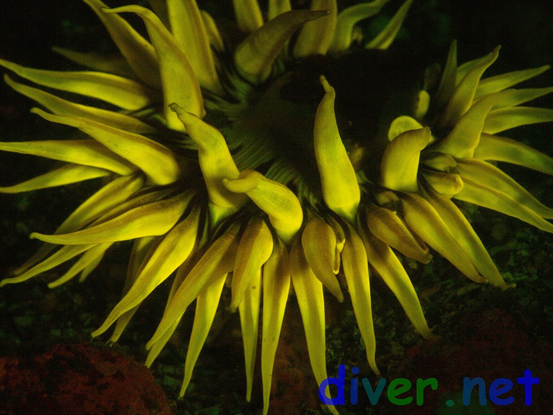 Fluorescence from a Urticina lofotensis (White-Spotted Rose Anemone)