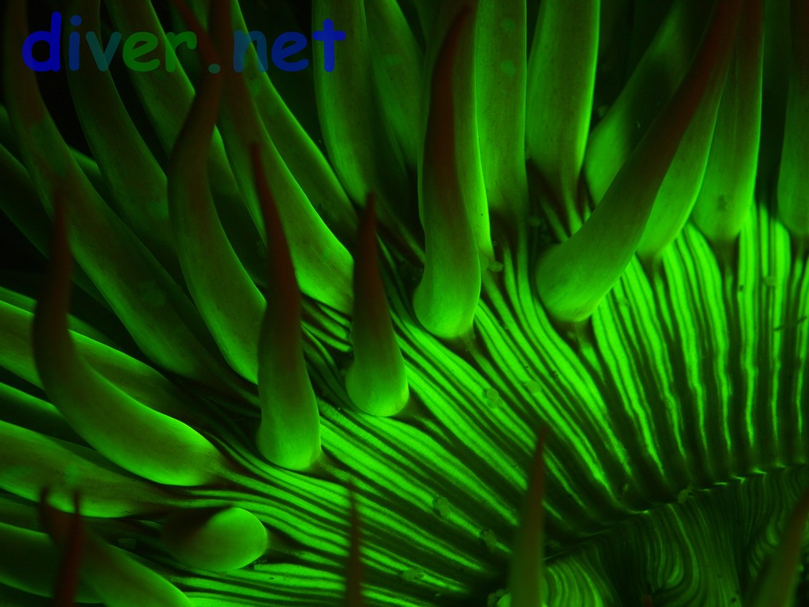 A fluorescing Anthopleura sola anemone.  Notice the fluorescing copepods.
