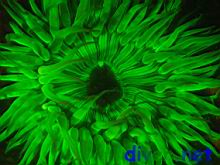 Strong fluorescence from a Anthopleura sola anenome.