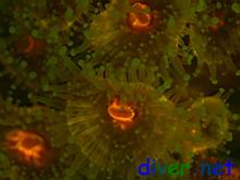 Fluorescence from Corynactis californica (Club-Tipped Anemones)