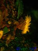 Balanophyllia elegans (Orange Cup Coral) fluorescence