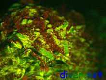 A Loxorhynchus grandis (Sheep Crab) fluorescing