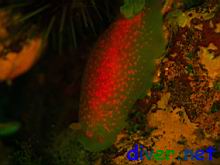 fluorescence from a Doriopsilla albopunctata nudibranch.