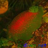 fluorescence from a Doriopsilla albopunctata nudibranch.