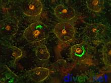 Fluorescence from Corynactis californica (Club-Tipped Anemones)