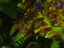 A Loxorhynchus grandis (Sheep Crab) fluorescing