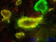 Fluorescence from Astrangia lajollaensis (Colonial Cup Coral)