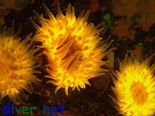 Balanophyllia elegans (Orange Cup Coral) fluorescence