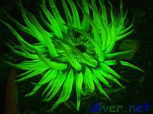 Strong fluorescence from a Anthopleura sola anemone.