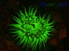 A fluorescing Anthopleura sola anemone with a fluorescing copepod.