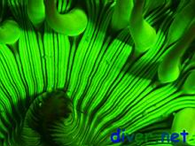 A fluorescing Anthopleura sola anemone.  Notice the many fluorescing copepods.