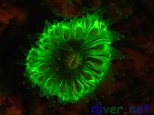 Fluorescence from Paracyathus stearnsi (Brown Cup Coral)