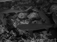 feeding Whitetip Reef Sharks (Triaenodon obesus) at Isla Manuelita, Isla del Coco, Costa Rica, Cocos Island