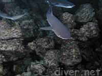 feeding Whitetip Reef Sharks (Triaenodon obesus) at Isla Manuelita, Isla del Coco, Costa Rica, Cocos Island