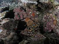 Red Spiny Lobster (Panulirus penicillatus) at Isla Manuelita, Isla del Coco, Costa Rica, Cocos Island