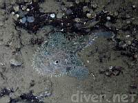 Spotted Tail Goosefish (Lophiodes caulinaris)