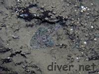 Spotted Tail Goosefish (Lophiodes caulinaris)