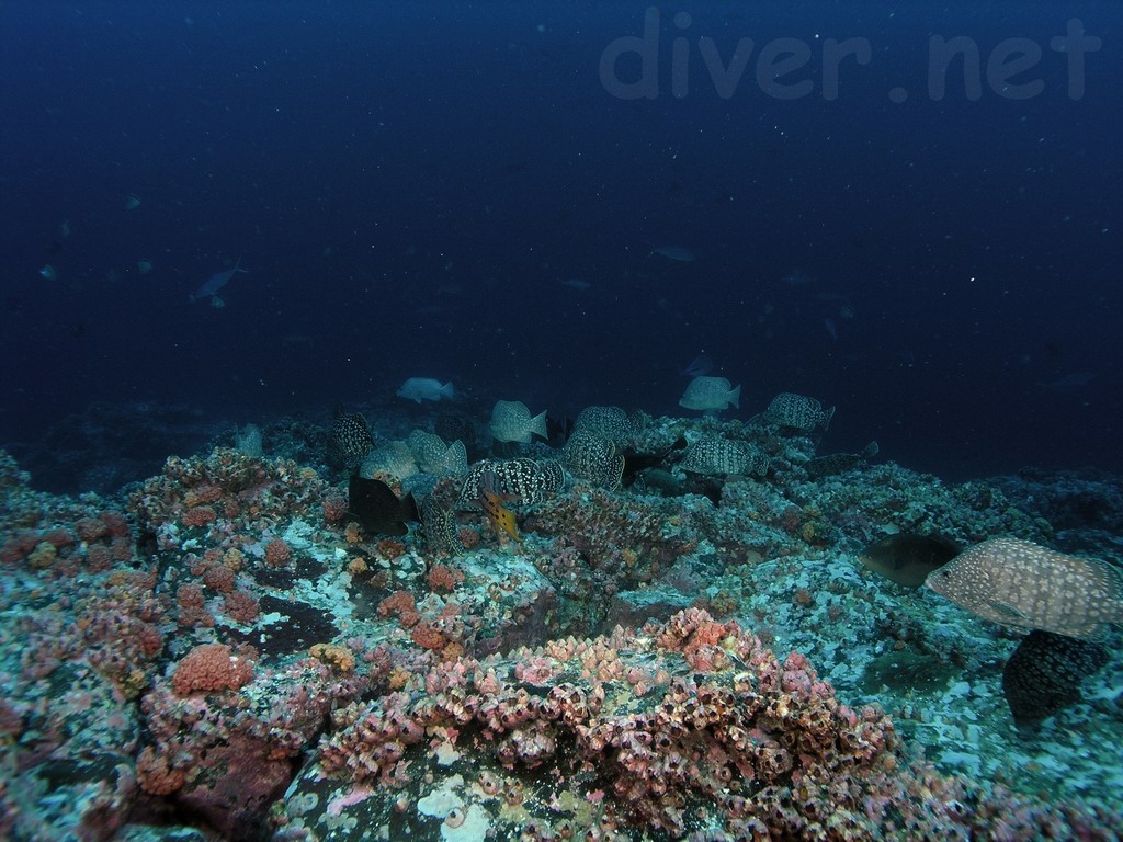 Underwater Photography and SCUBA Diving Photos by Chris Grossman