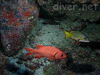Bigscale Soldierfish (Myripristis berndti) & Blue and Gold Snapper (Lutjanus viridis) 