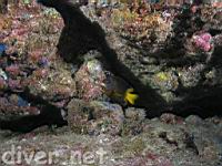 Yellowtail Damselfish (Stegastes arcifrons)