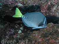 Yellow-tailed Surgeonfish (Prionurus laticlavius), aka Razor Surgeonfish