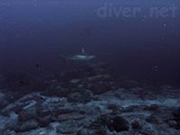 Scalloped Hammerhead Shark (Sphyrna lewini),  Whitetip Reef Sharks (Triaenodon obesus)