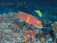 Mexican Hogfish (Bodianus diplotaenia) & Guineafowl Puffer (Arothron meleagris)