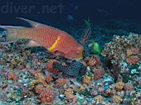 Mexican Hogfish (Bodianus diplotaenia) & Guineafowl Puffer (Arothron meleagris)