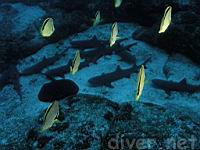 Baberfish (Johnrandallia nigrirostris),  Marbled Ray (Taeniura meyeni) & Whitetip Reef Sharks (Triaenodon obesus)