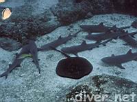 Marbled Ray (Taeniura meyeni) & Whitetip Reef Sharks (Triaenodon obesus)
