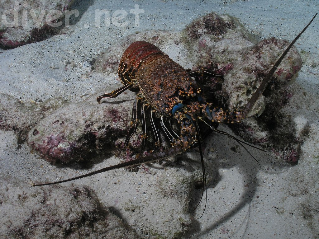 Panulirus penicillatus,Red Spiny Lobster,Common Spiny Lobster
