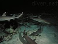 Whitetip Reef Sharks (Triaenodon obesus)