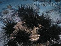 urchins (Echinothrix diadema)
