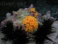 Colonial Cup Coral (Tubastrea tenuilamellosa) & urchins (Echinothrix diadema)