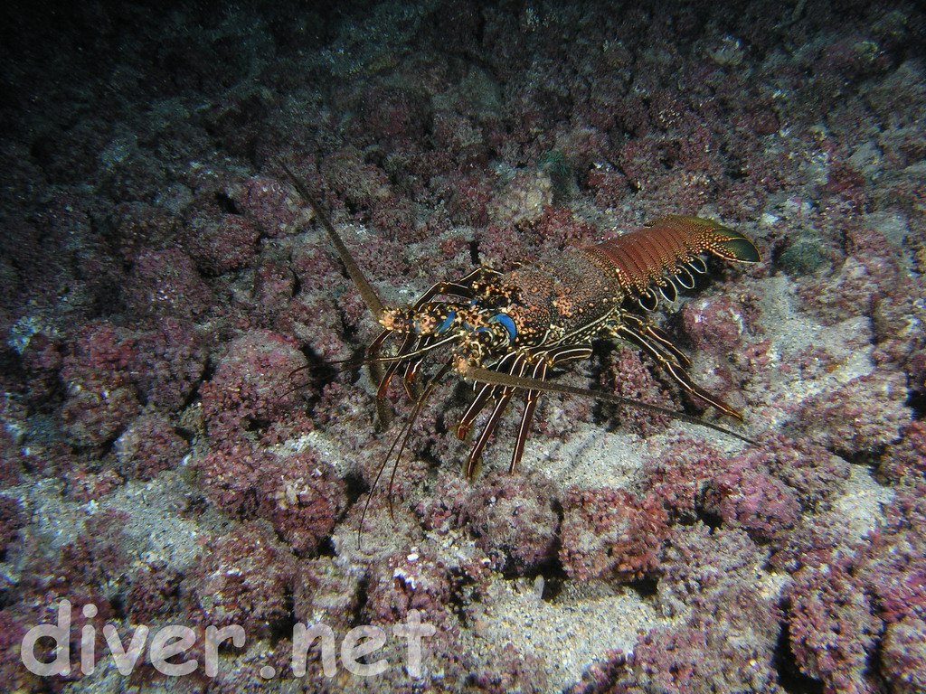 Panulirus penicillatus,Red Spiny Lobster,Common Spiny Lobster