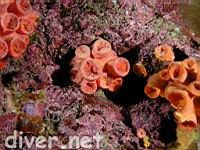 Colonial Cup Coral (Tubastrea tenuilamellosa)