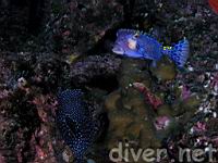 Spotted Boxfish (Ostracion meleagris)