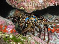 Red Spiny Lobster (Panulirus penicillatus)