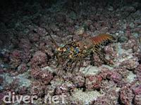 Red Spiny Lobster (Panulirus penicillatus)
