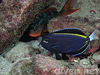 Pacific creolefish (Paranthias colonus) & Goldrim Surgeonfish (Acanthurus nigricans) 