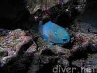 Bicolor Parrotfish (Scarus rubroviolaceus)