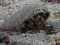 A hermit crab, (Dardanus sinistripes) at Isla del Coco, Costa Rica, Cocos Island