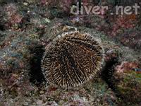 Brown Urchin (Tripneustes depressus)