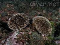 Brown Urchins (Tripneustes depressus)