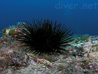 urchin (Echinothrix diadema)