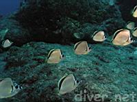 Barbarfish (Johnrandallia nigrirostris)