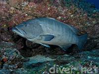 Sailfin Grouper (Mycteroperca olfax)